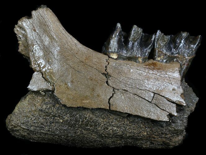 Fossil Rhino (Stephanorhinus) Jaw Section - Germany #35700